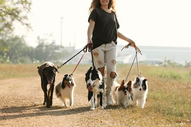 A woman walks several dogs along a sunny dirt path.